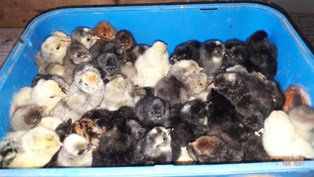 Post allevamento03 26