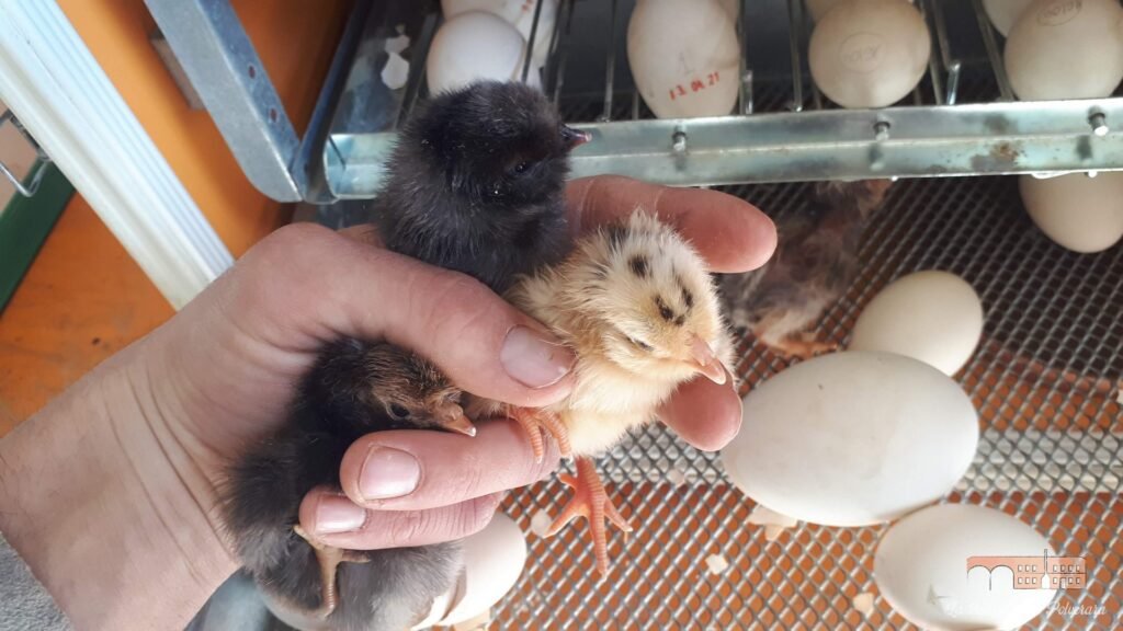 Post allevamento04 16