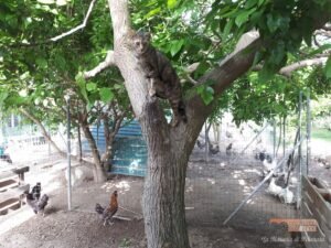 Post allevamento05 14