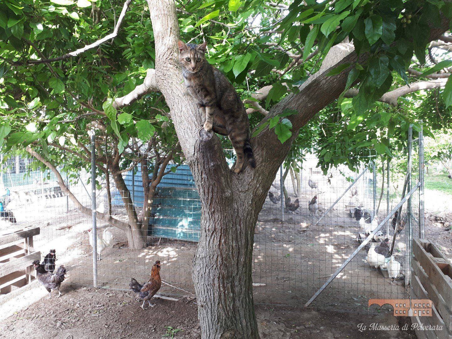 Post allevamento05 14